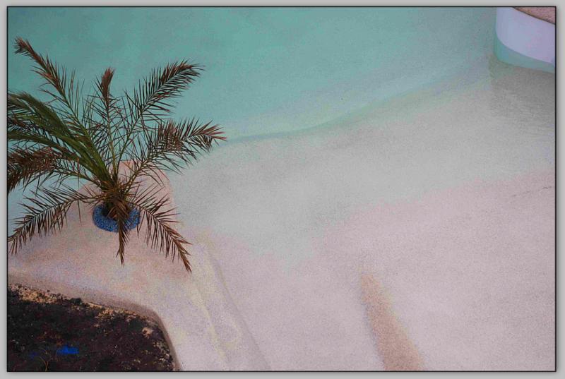 piscine palmier